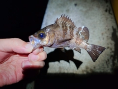 メバルの釣果