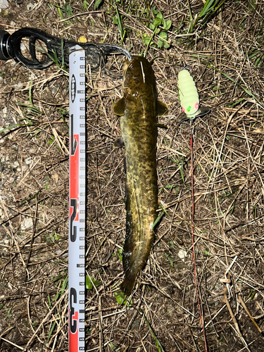 ナマズの釣果