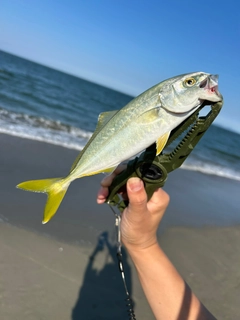 ワカシの釣果