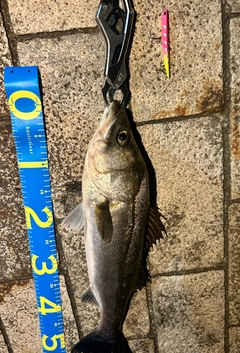 シーバスの釣果