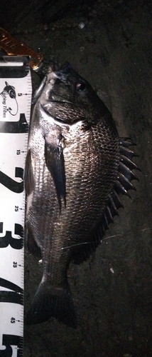 チヌの釣果