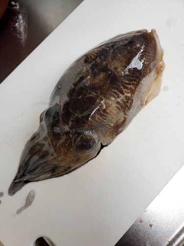 コウイカの釣果