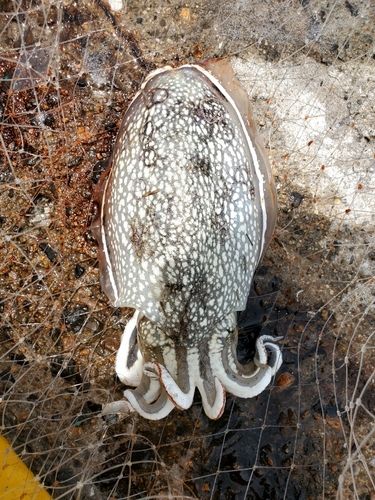 シリヤケイカの釣果