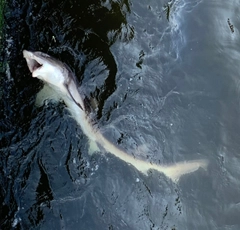 サメの釣果