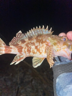 カサゴの釣果