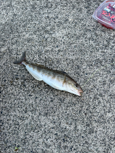 ホッケの釣果