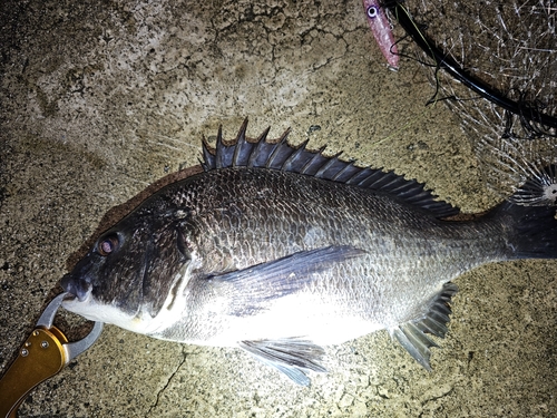 クロダイの釣果