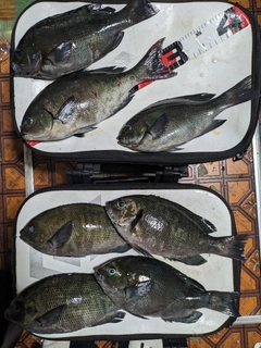 オナガグレの釣果