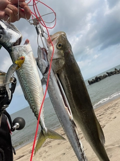 フッコ（マルスズキ）の釣果