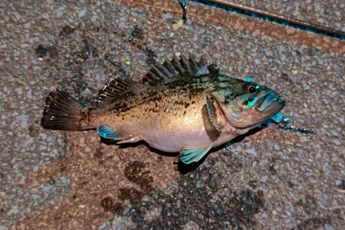 ソイの釣果