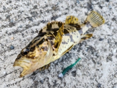 タケノコメバルの釣果