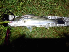 シーバスの釣果