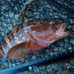 キジハタの釣果