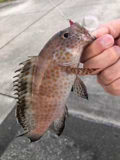 オオモンハタの釣果