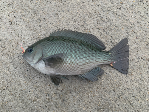 メジナの釣果