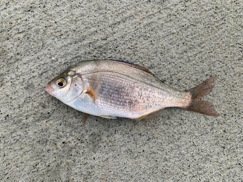 ウミタナゴの釣果