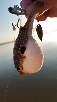 フグの釣果