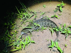 ライギョの釣果