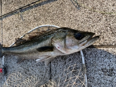 スズキの釣果