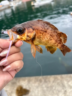 アカメバルの釣果