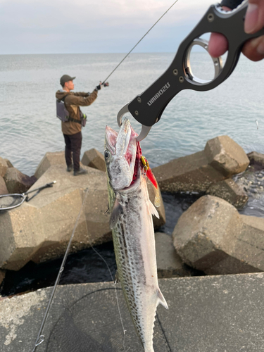 サゴシの釣果