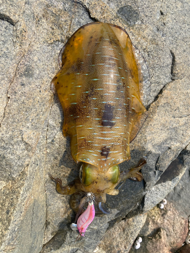 アオリイカの釣果