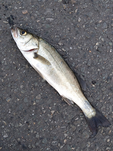 セイゴ（マルスズキ）の釣果