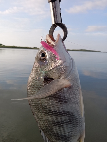 キビレの釣果