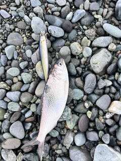 コノシロの釣果