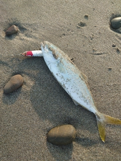 ワカシの釣果