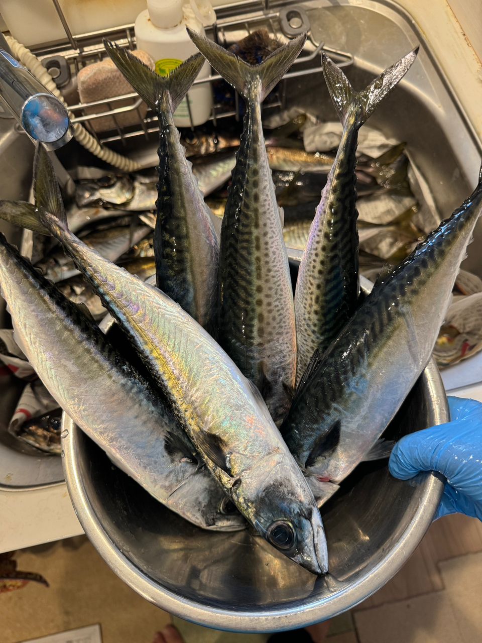 Kanami_fishingさんの釣果 2枚目の画像