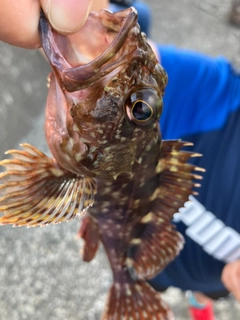 カサゴの釣果