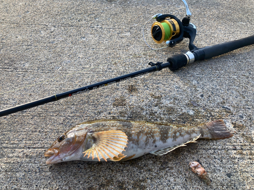 アブラコの釣果