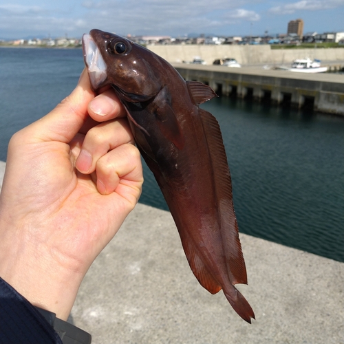 ドンコの釣果