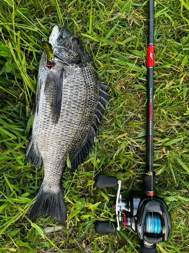 チヌの釣果