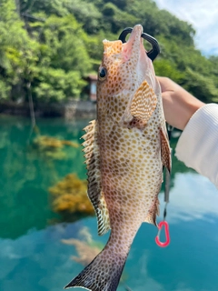 オオモンハタの釣果