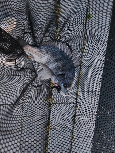 キビレの釣果