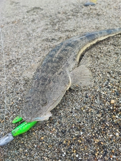 マゴチの釣果