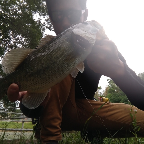 ブラックバスの釣果