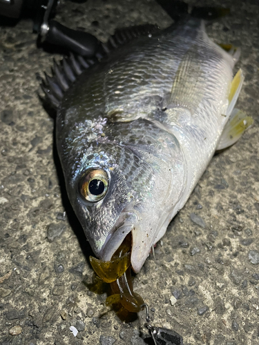 キビレの釣果