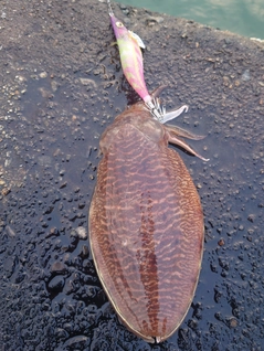 コウイカの釣果