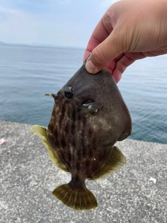 カワハギの釣果