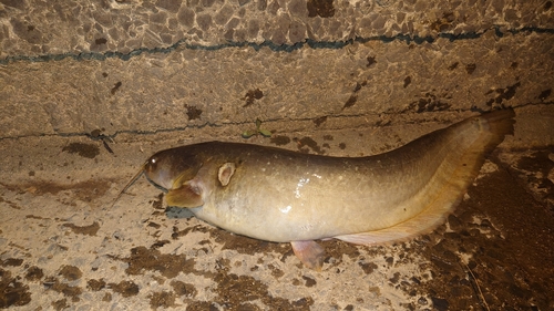 ナマズの釣果