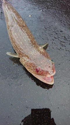 エソの釣果