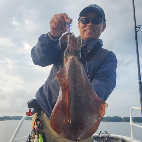 アオリイカの釣果