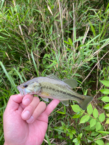 ラージマウスバスの釣果