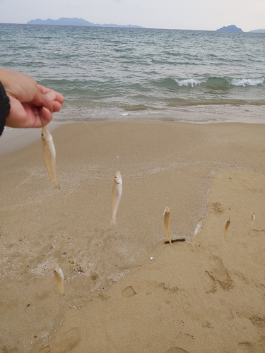 キスの釣果