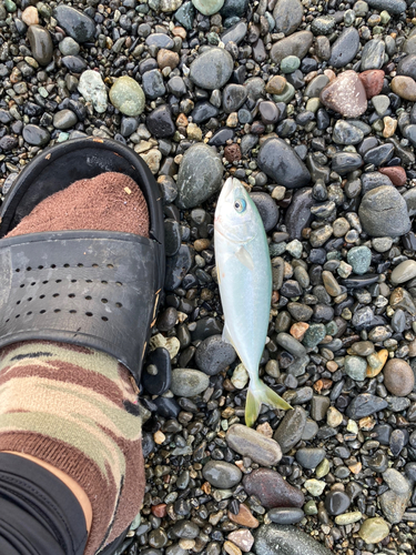 ワカシの釣果