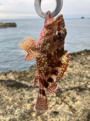 カサゴの釣果