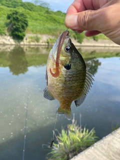 ブルーギルの釣果